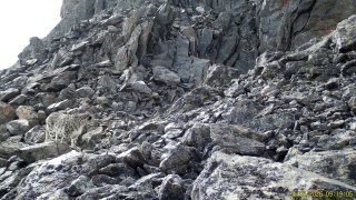 Уникальное видео снежного барса — итоги экспедиции в Алтайских горах